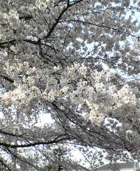 image/kin-2006-04-01T14:24:35-1.jpg
